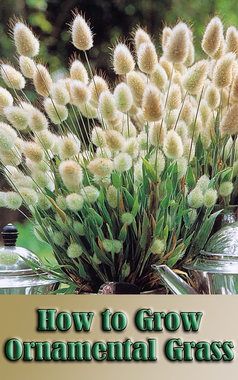 How to Grow Ornamental Grass