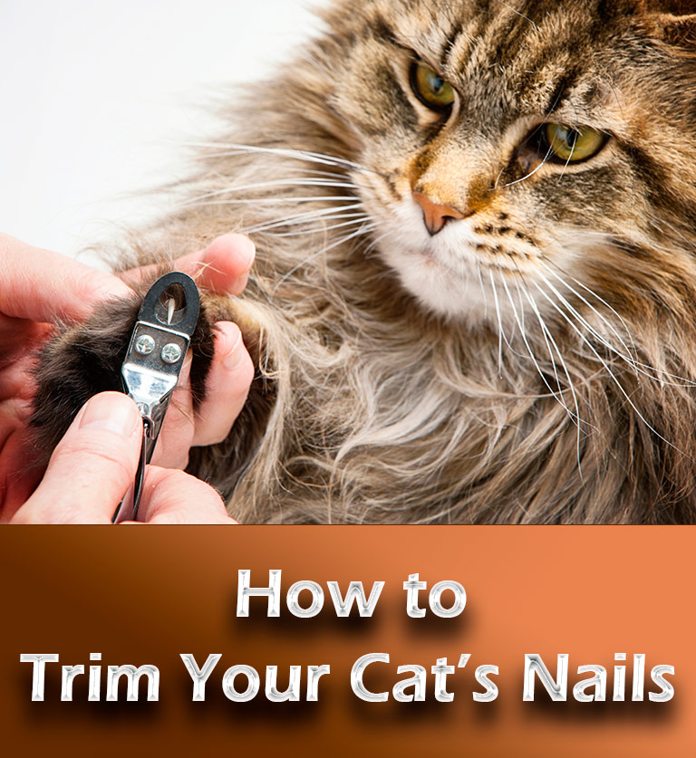 How to Trim Your Cat’s Nails