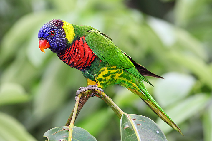 Australian Lorikeets - Informations