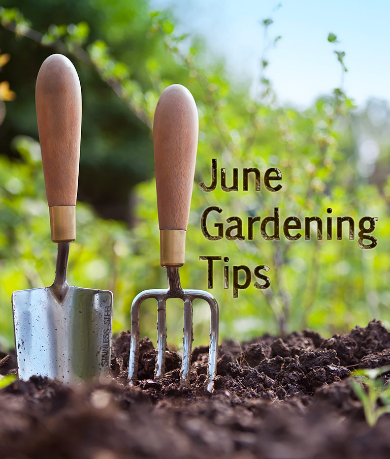 June Gardening Tips