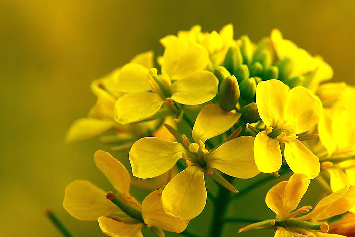 How to Grow Mustard Plants