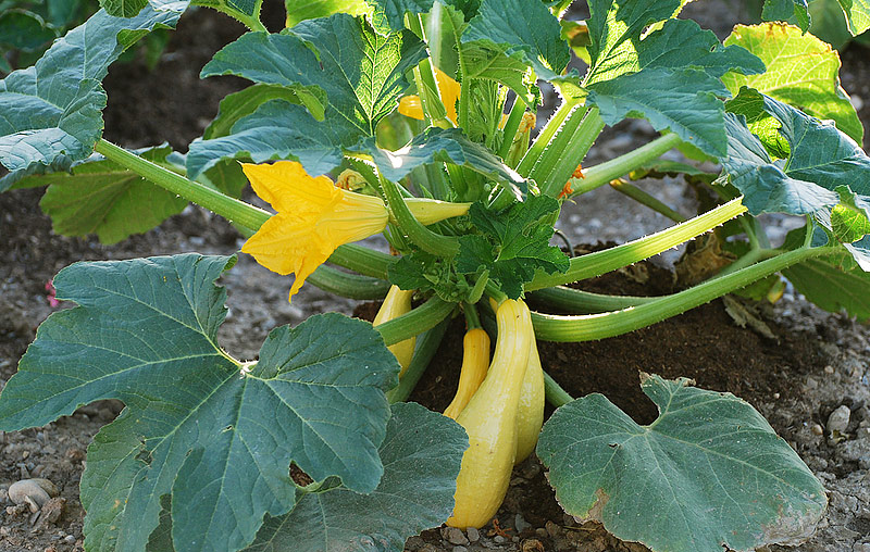 Squash - Growing Guide