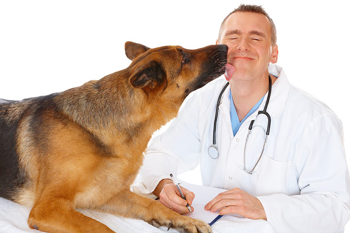How to Get Your Dog to Love the Vet