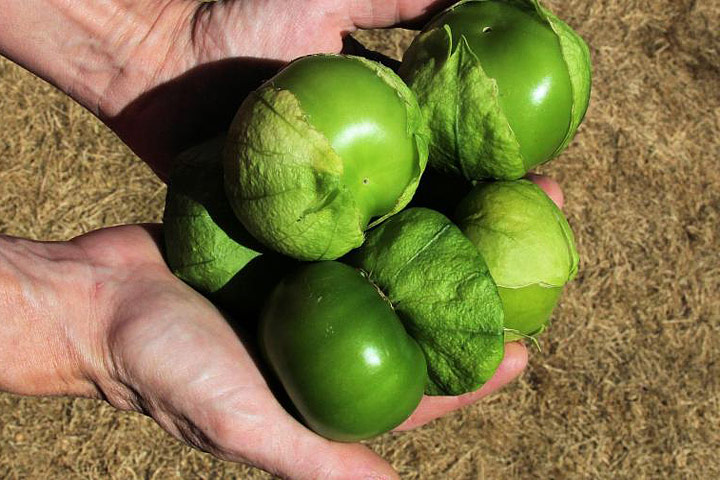 Tomatillos - Growing Guide