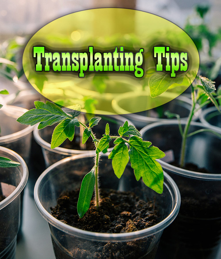 Transplanting Tips for a Successful Garden