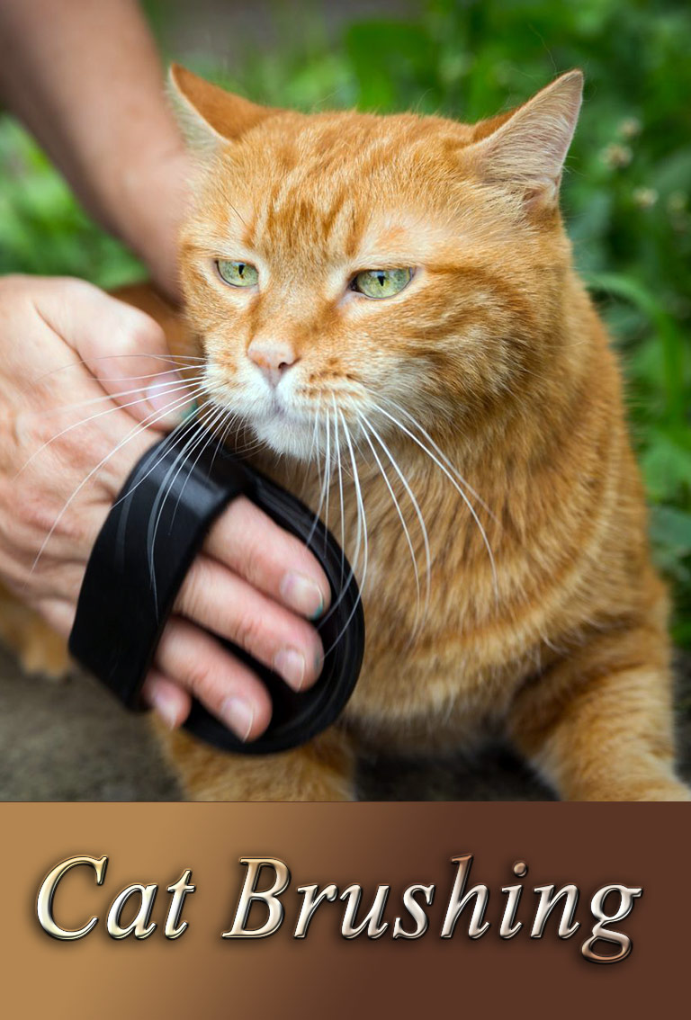 How to Brush Your Cat