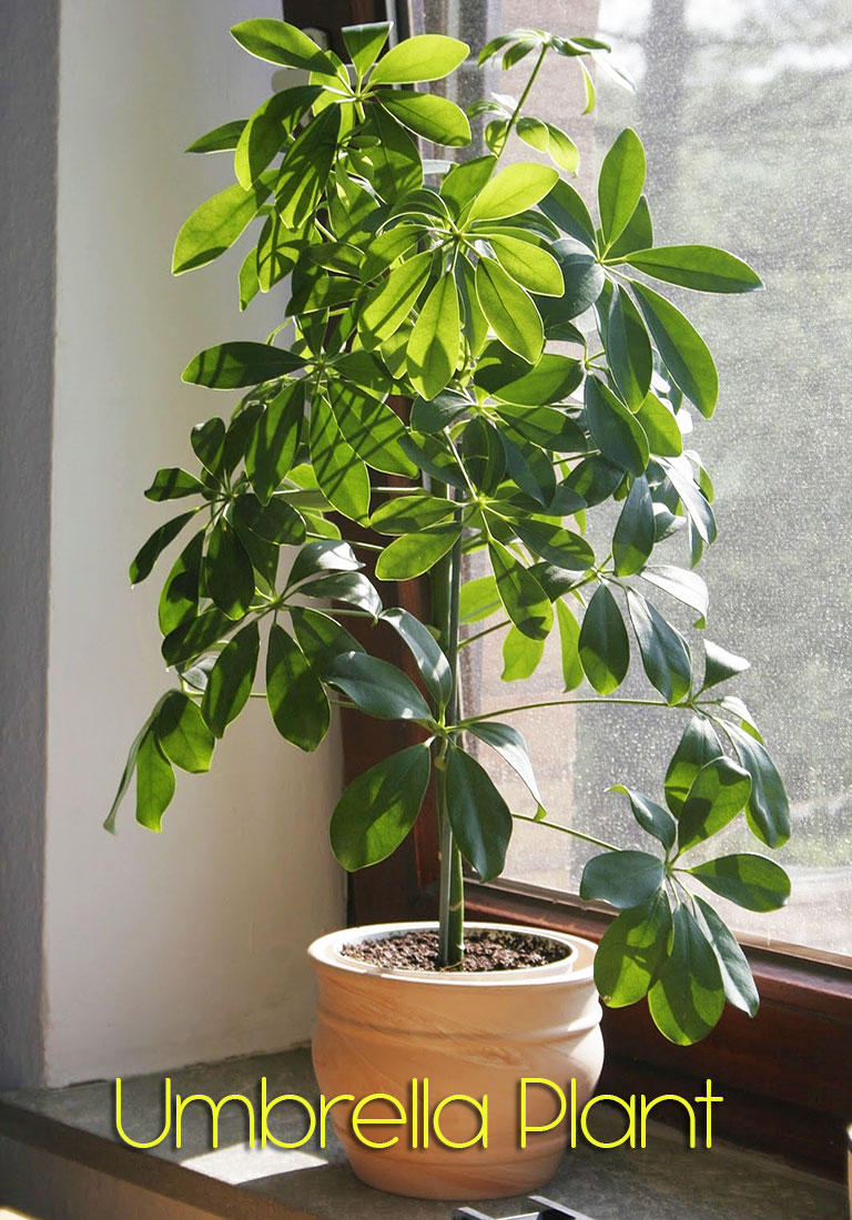 Umbrella Plant (Schefflera Arboricola)