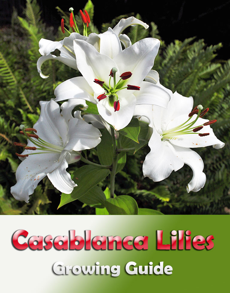 Casablanca Lilies - Growing Guide