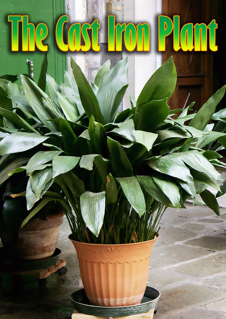 Aspidistra Elatior / The Cast Iron Plant