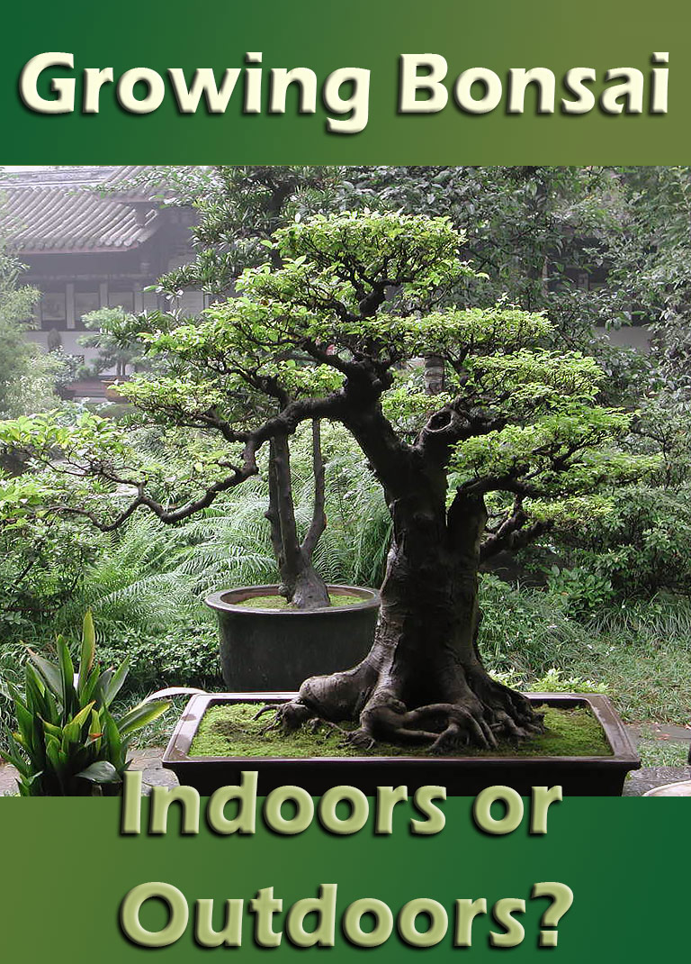 Growing Bonsai – Indoors or Outdoors?