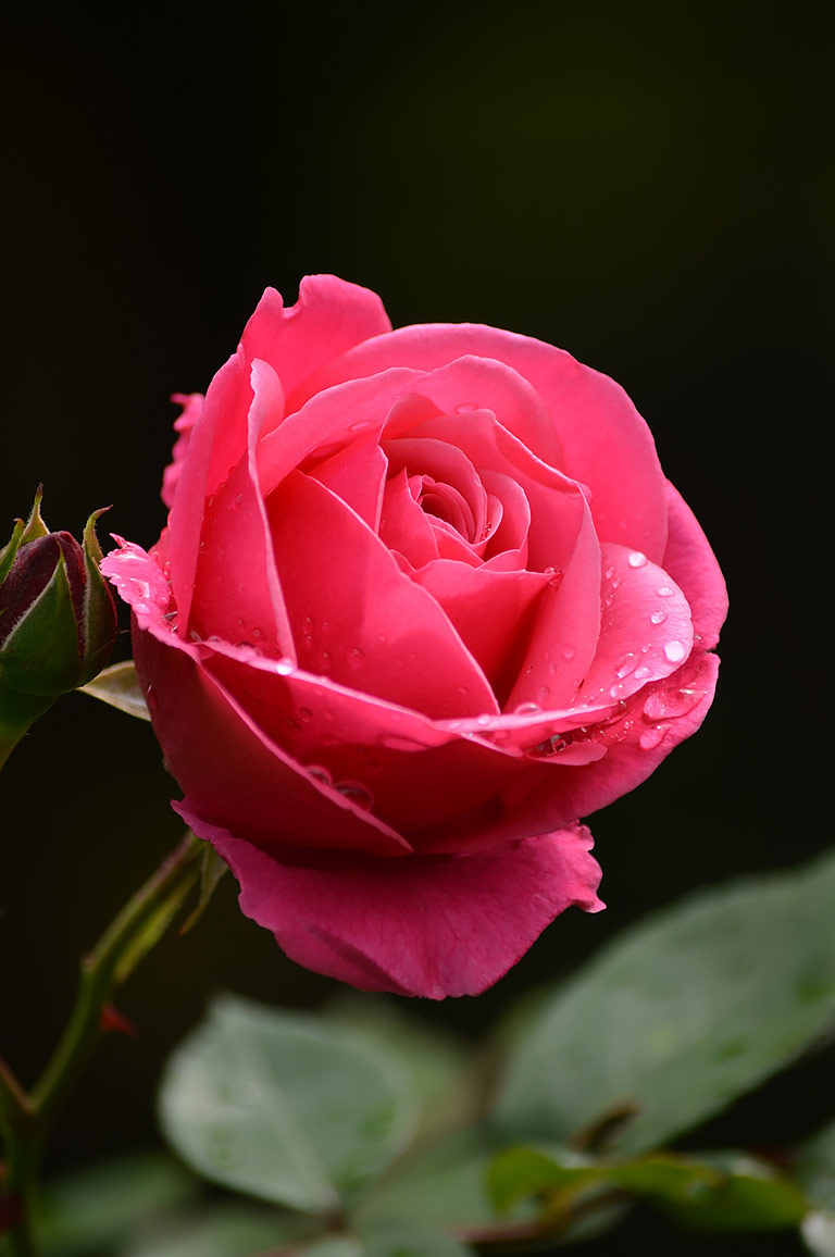 Which Types of Roses Are Right for Your Garden?