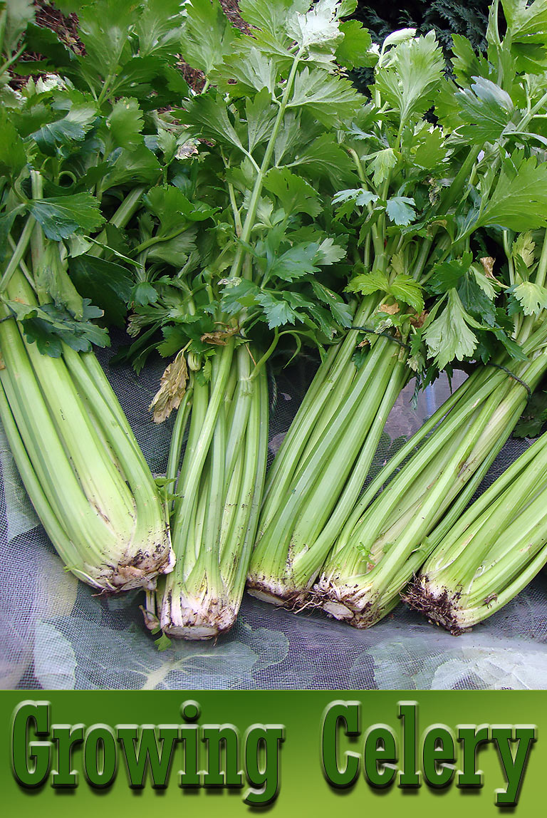 Celery - Growing Guide