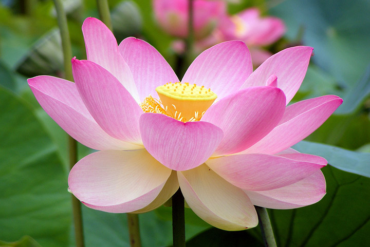 Lotus – Growing Guide