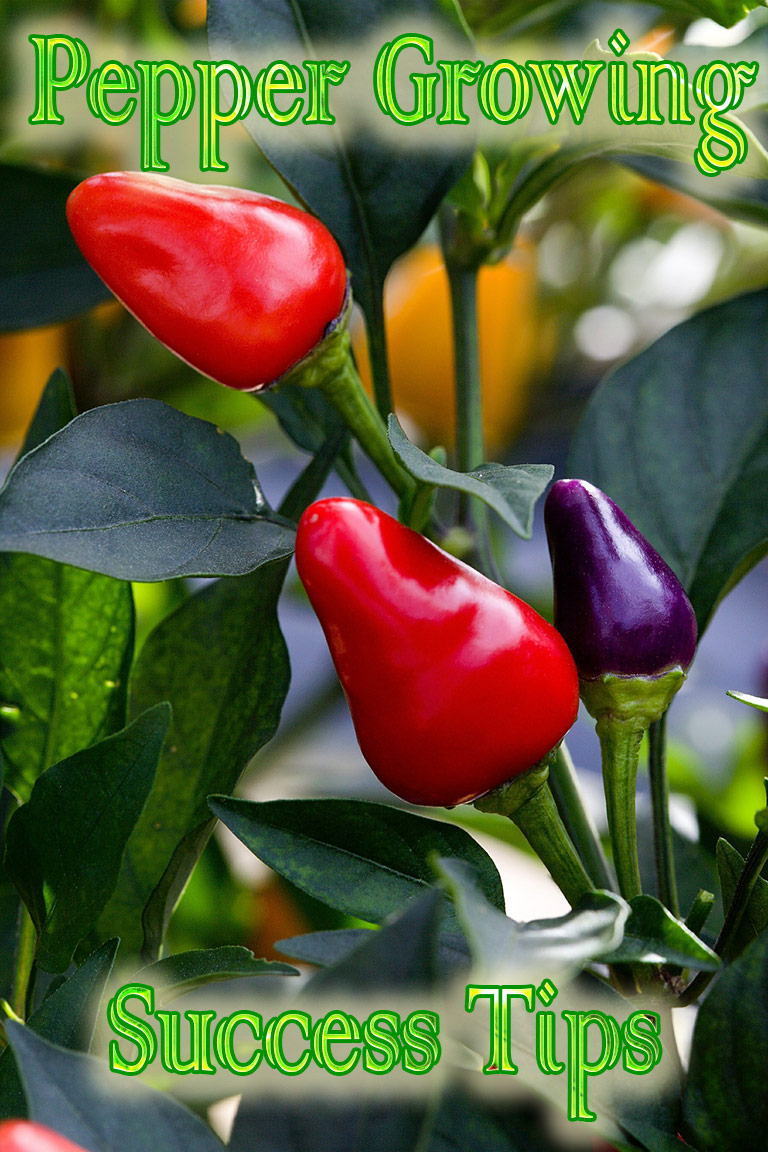 22 Pepper Growing Success Tips