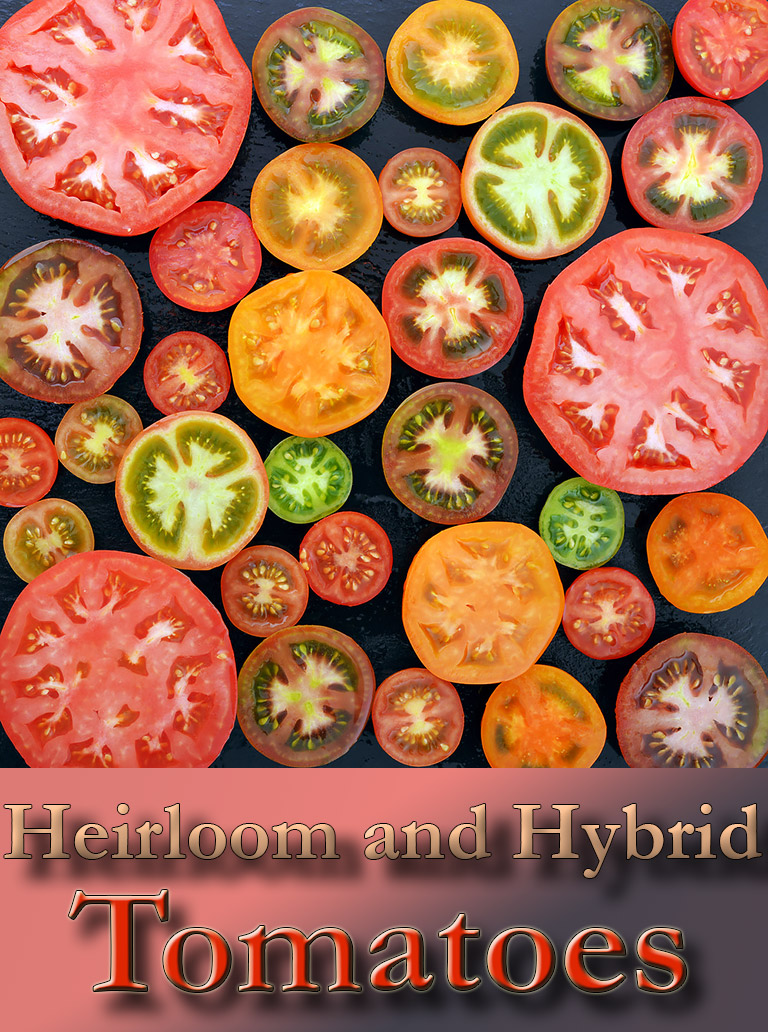 Heirloom and Hybrid Tomatoes Explained
