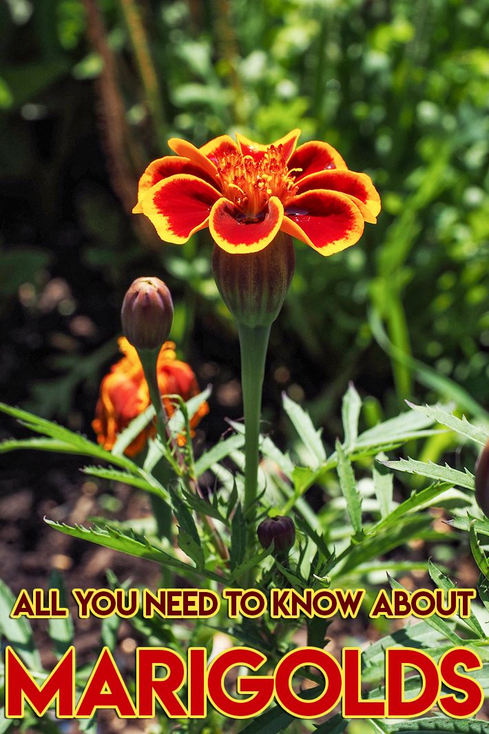 All You Need To Know About Marigolds