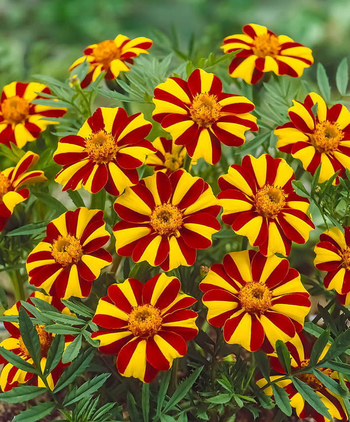 All You Need To Know About Marigolds