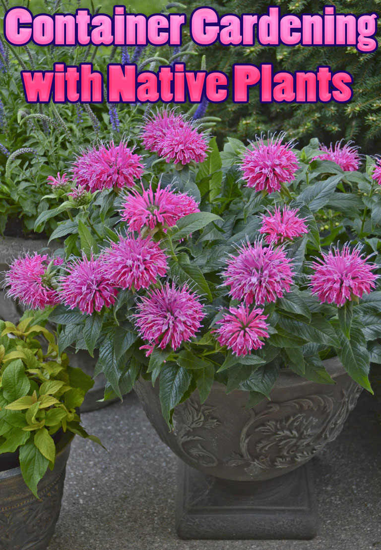Container Gardening with Native Plants
