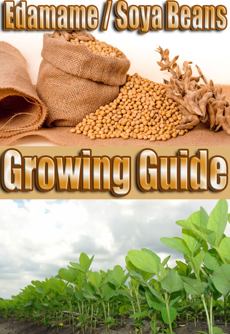 Edamame Soya Beans - Growing Guide