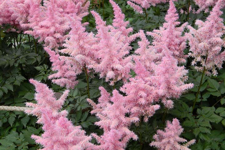 Growing Astilbe