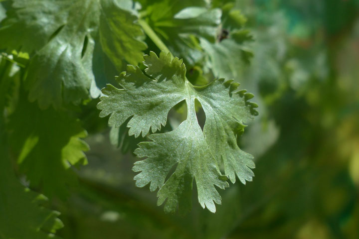 Growing Coriander