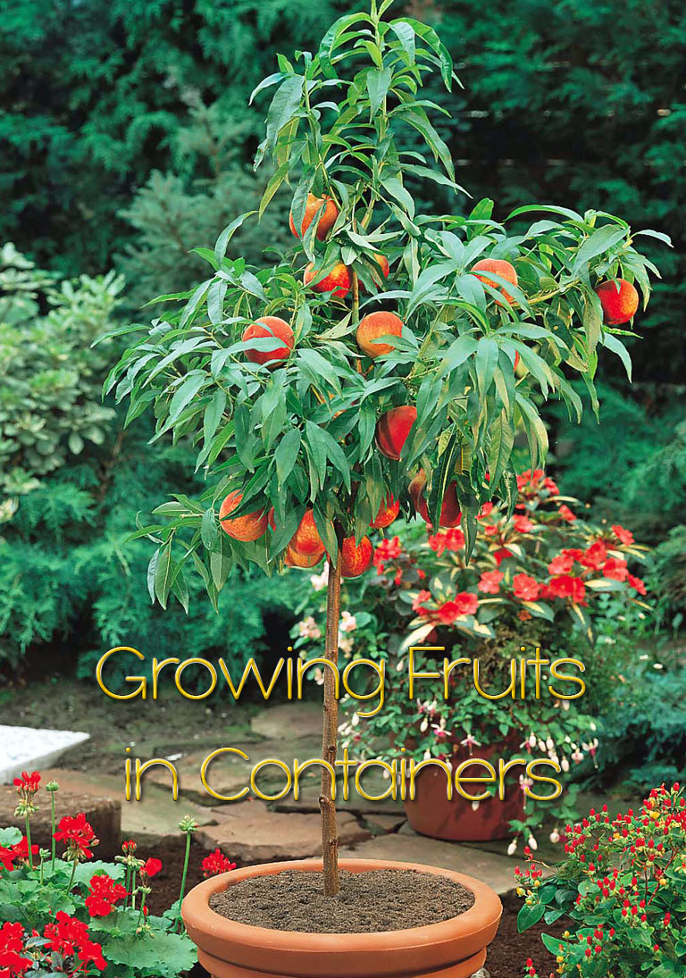 Growing Fruits in Containers