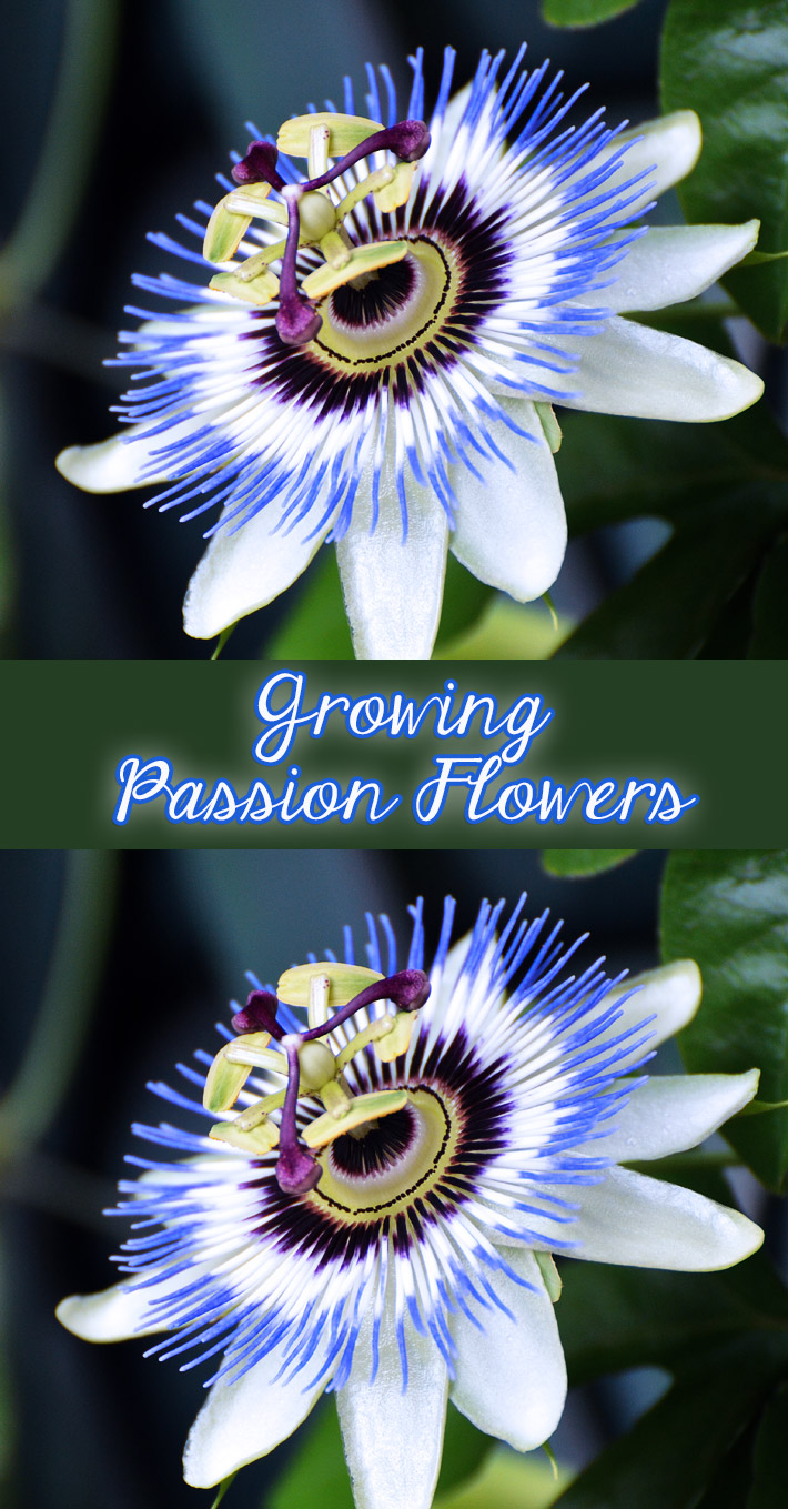 Growing Passion Flowers