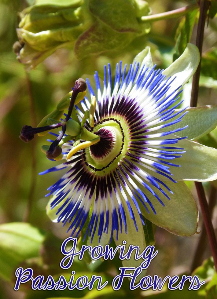 Growing Passion Flowers