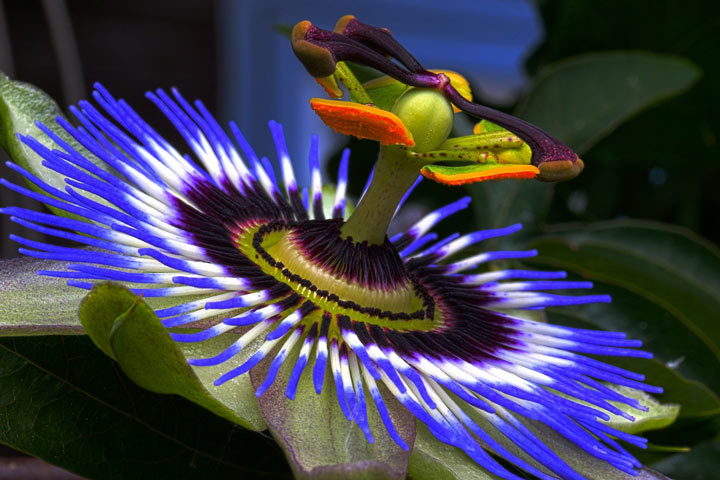 Growing Passion Flowers