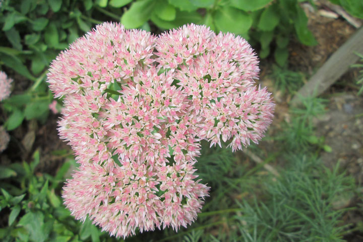 Growing Sedum (Stonecrop)