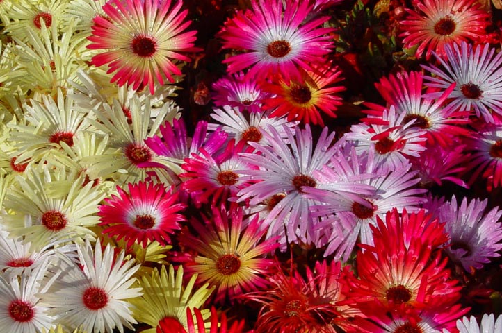 Growing and Caring for Ice Plants