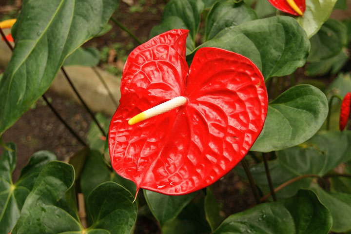 How To Grow Anthuriums Outdoors