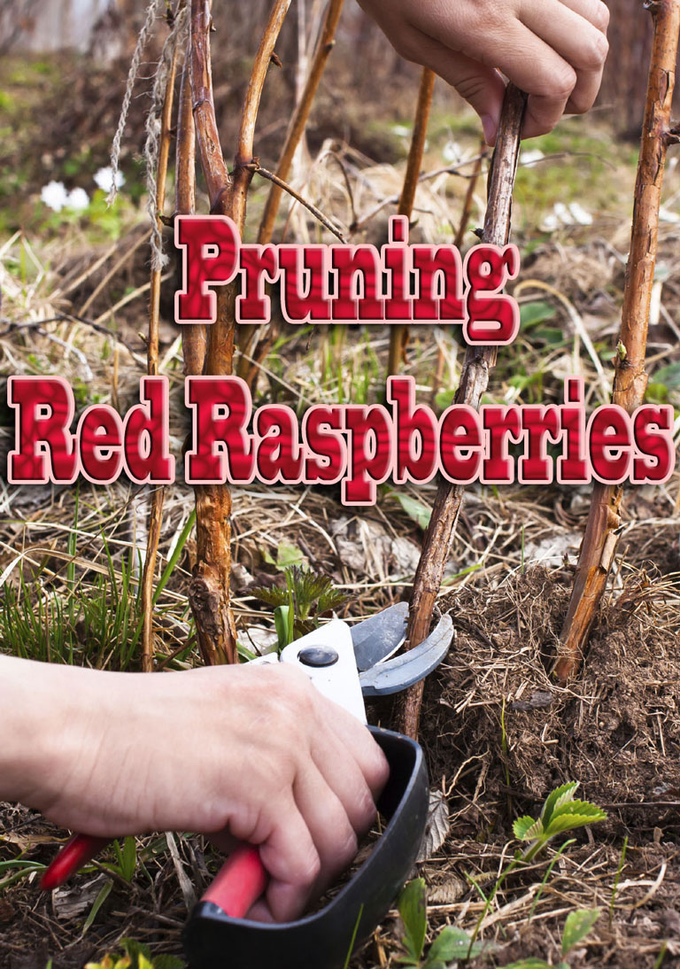 Pruning Red Raspberries