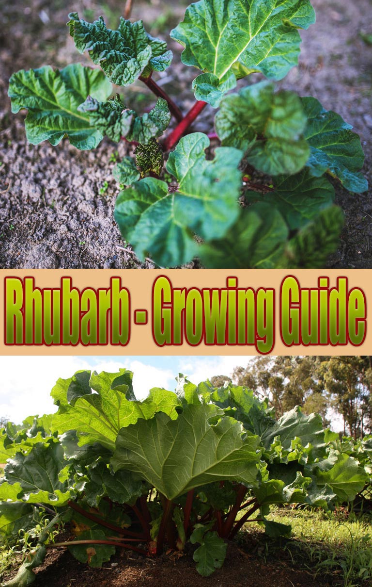 Rhubarb - Growing Guide