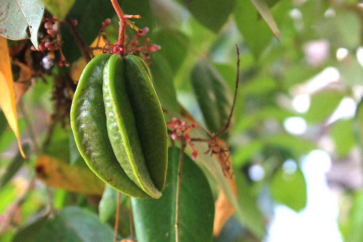 Star Fruit - Amazing Health Benefits