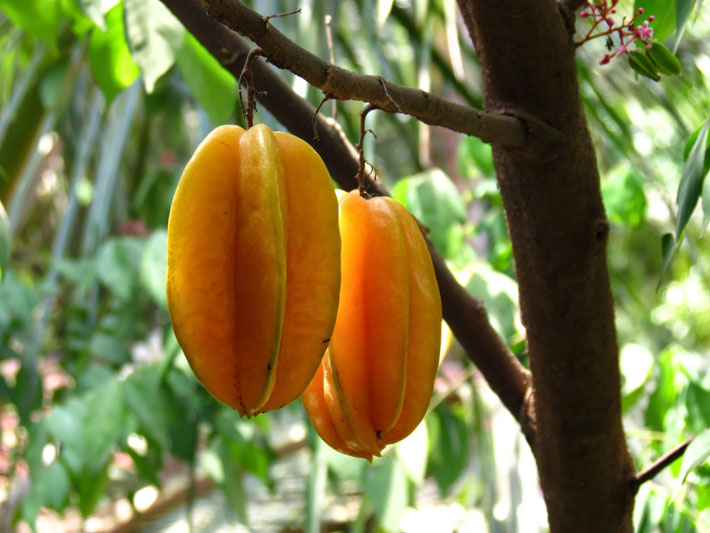 Star Fruit – Amazing Health Benefits