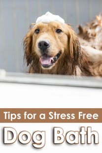 Tips for a Stress Free Dog Bath