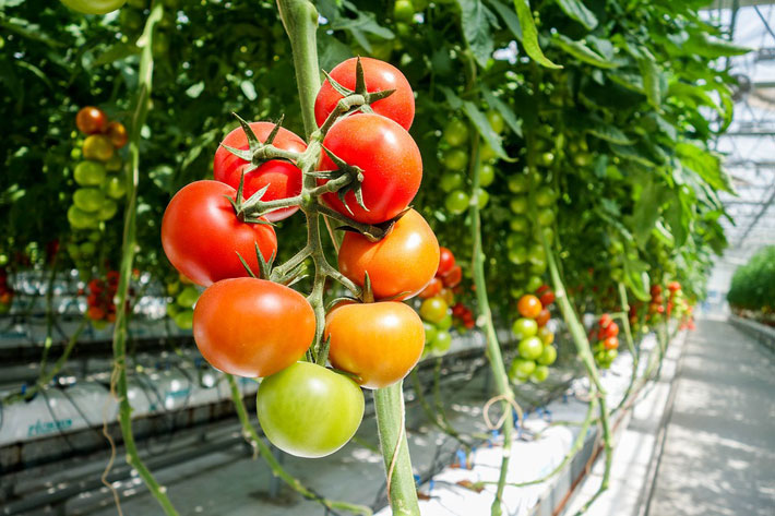 Top 10 Tomato Growing Myths