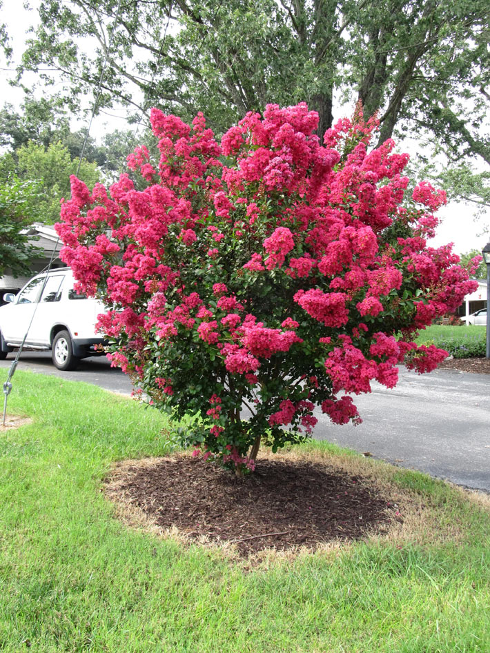 Trees for Small Spaces 2