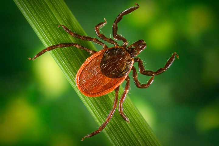 Smart Tips for Avoiding Ticks This Summer