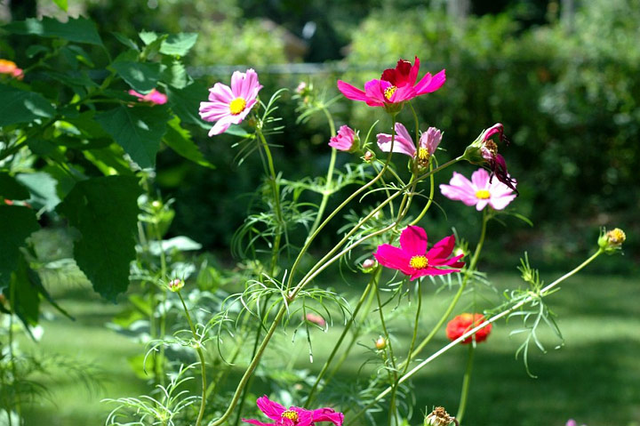 Gardening With Nature – Wildflower Garden