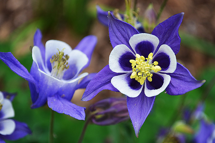 Columbine Growing Guide