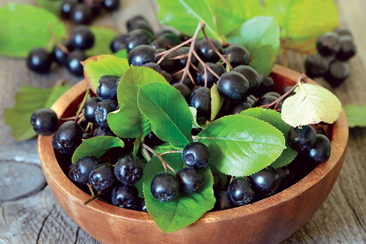 Aronia - Medicinal Properties And Health Effects