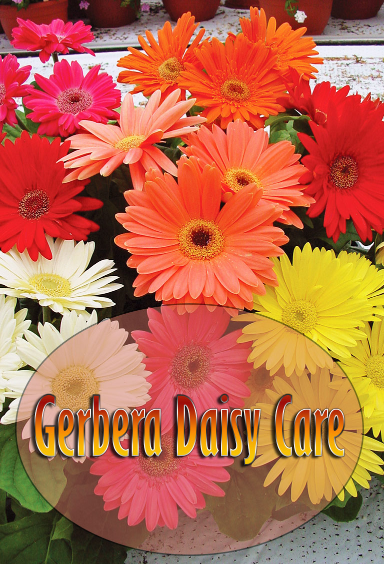 All About Gerbera Daisy Care