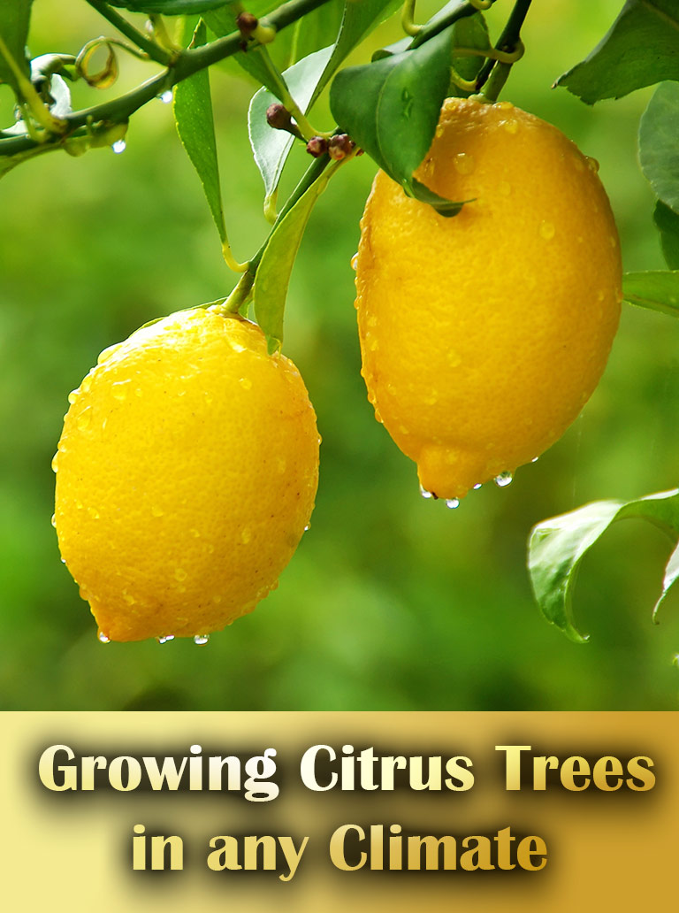 10 Tips for Growing Citrus Trees in any Climate