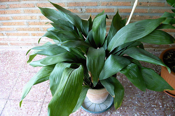 Aspidistra Elatior / The Cast Iron Plant