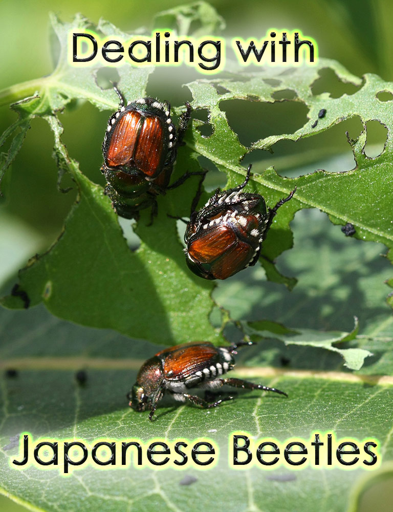 Dealing with Japanese Beetles