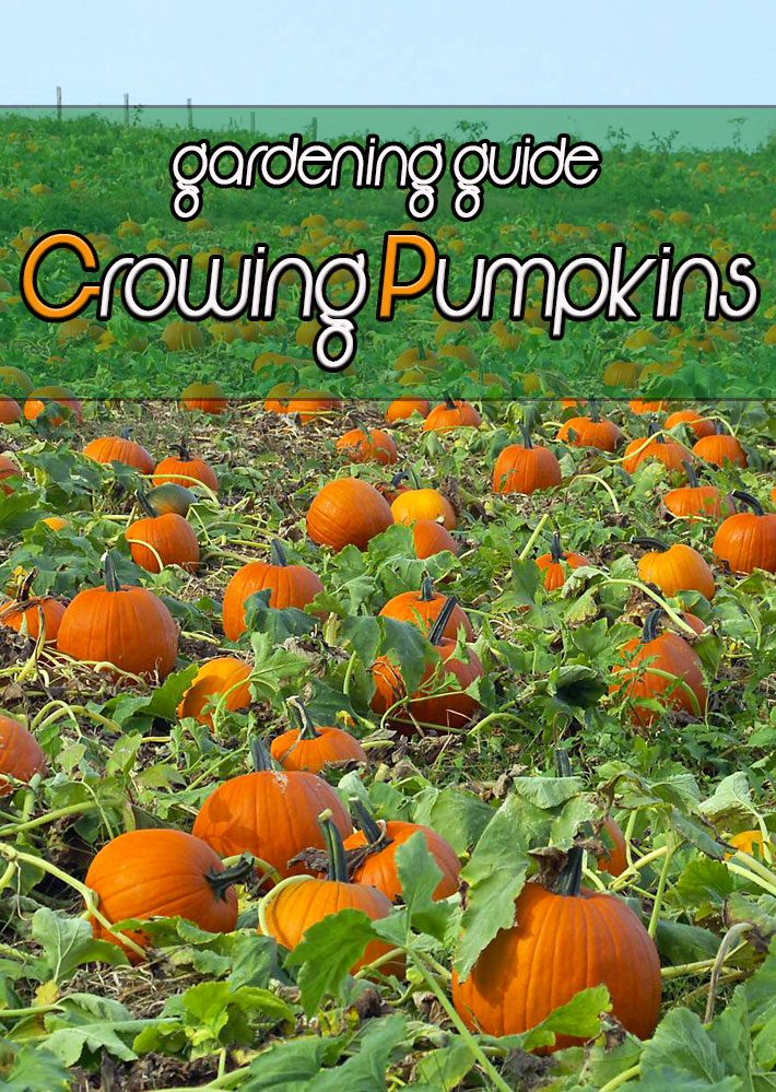 Pumpkins – Growing Guide