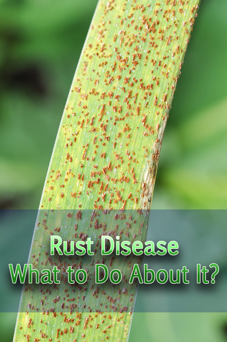 Rust Disease - What to Do About It