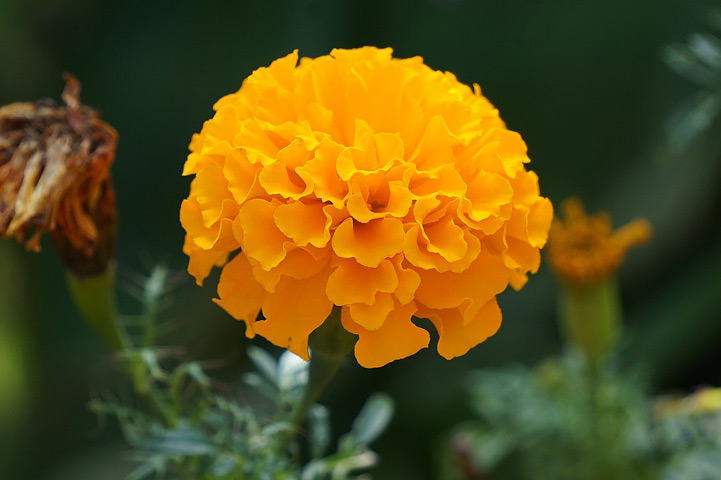 All You Need To Know About Marigolds